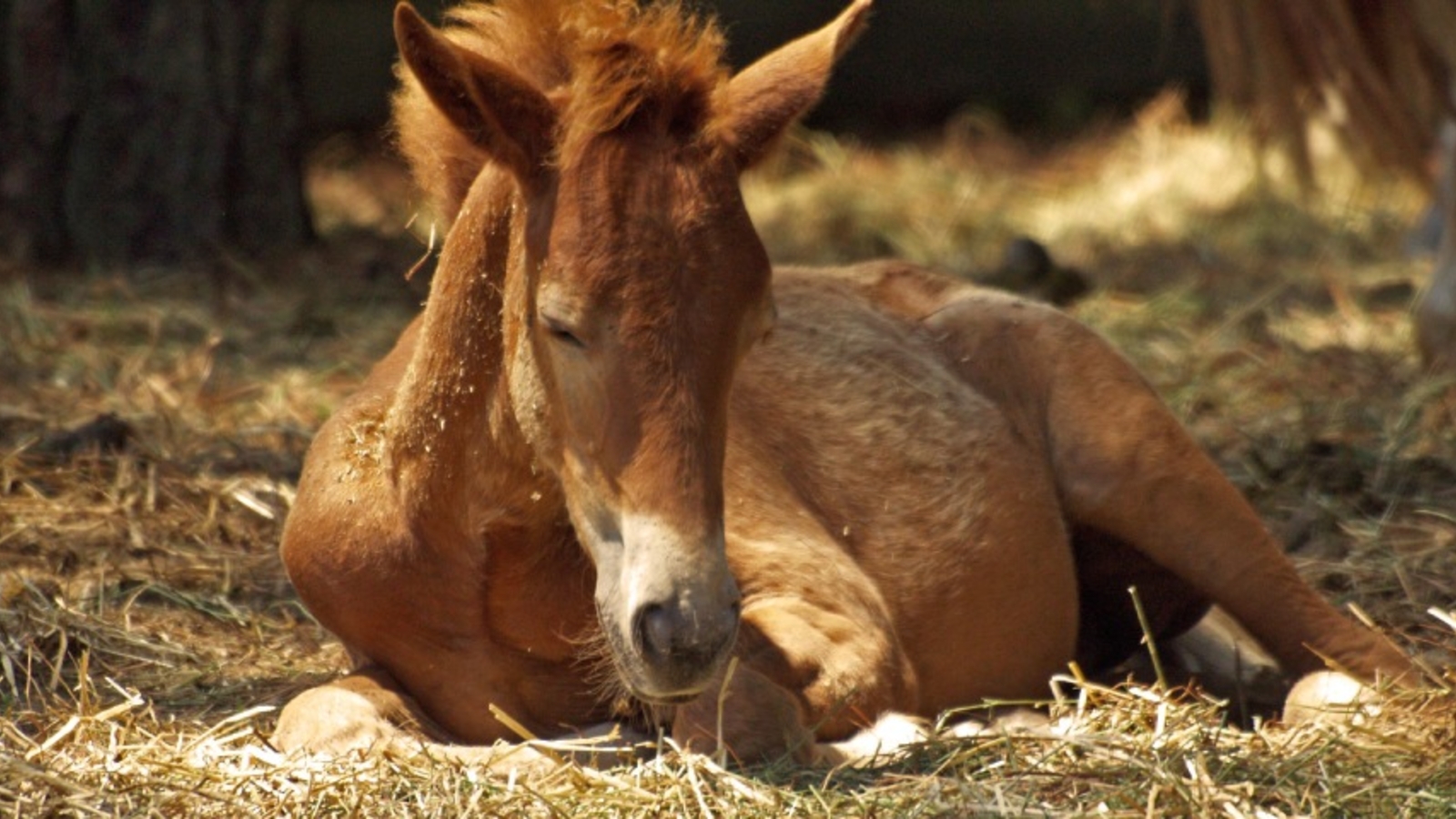 DummyFoal Syndrom Lebensbedrohliches Syndrom soll ganz leicht verhindert werden