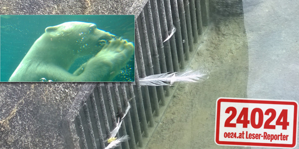 So brutal tötete die Eisbärin den Pfau