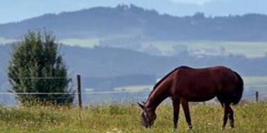 pferd
