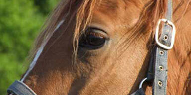 pferd
