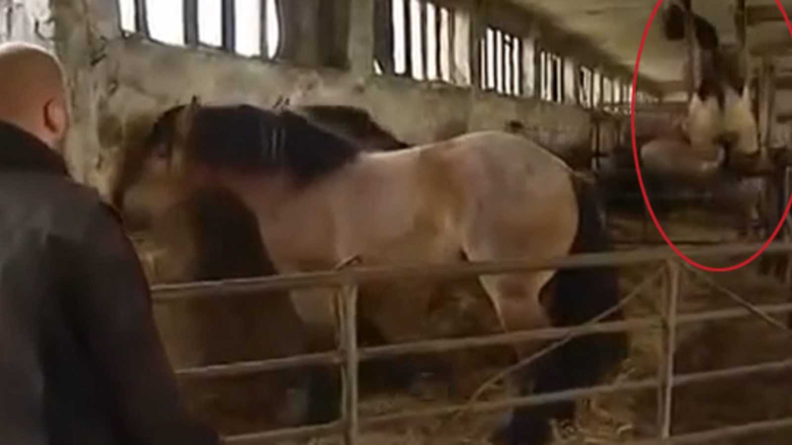 Pferd schlägt einen Salto Video