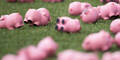 Irre: Fans werfen mit Plastik-Schweinen