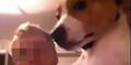 Brutal-Video: Hunde-Quäler zittert um sein Leben
