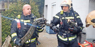 Feuerwehr rettet Riesenschlange
