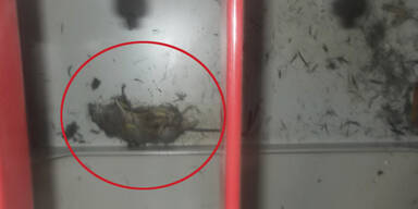 Diese Ratte legte Akw Fukushima lahm