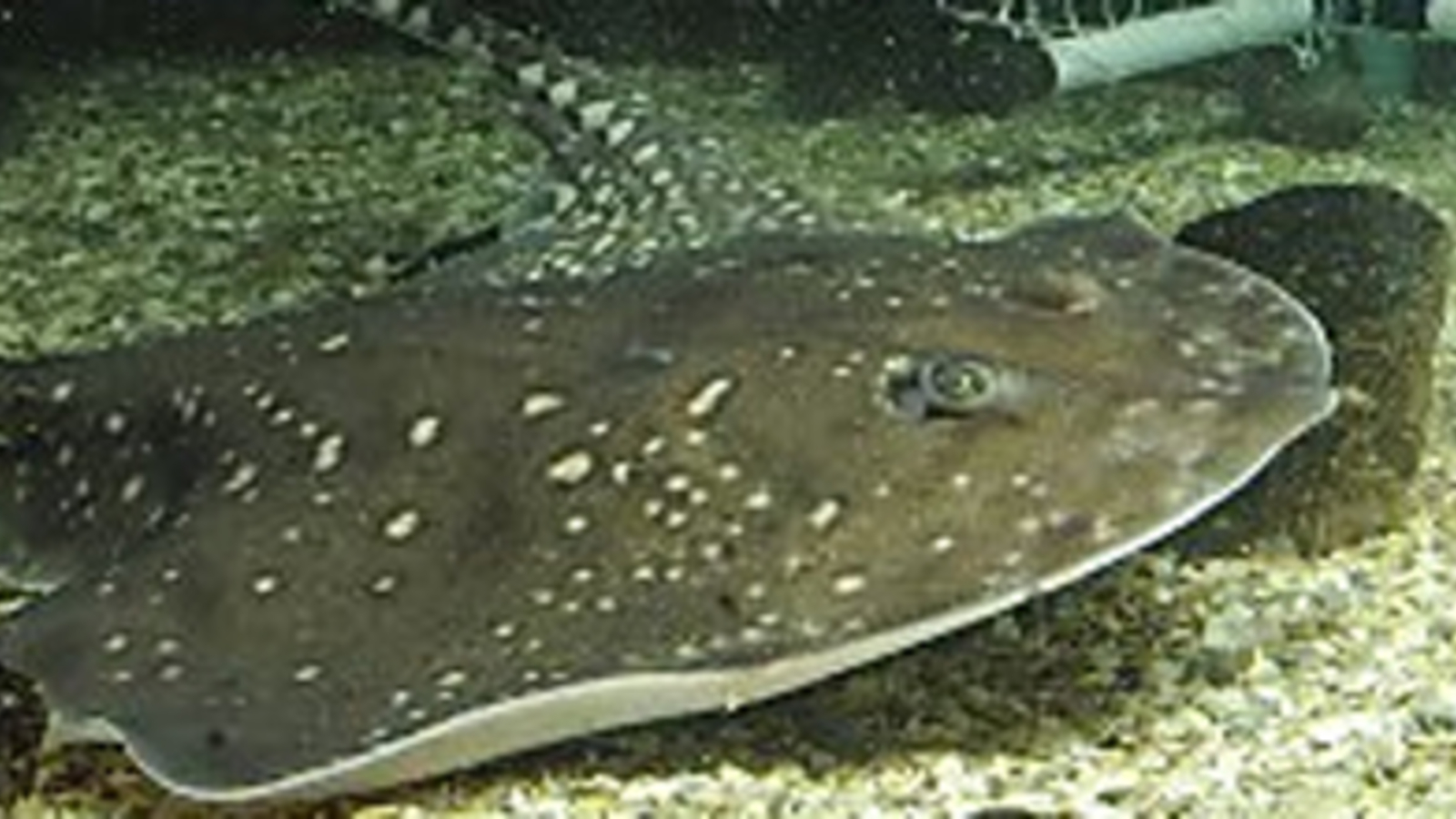 Junger Lehrling von Rochen gestochen