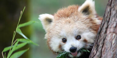 Roter Panda "Muki" traf auf neue Partnerin