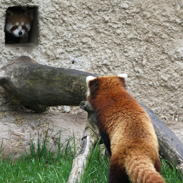 Roter Panda