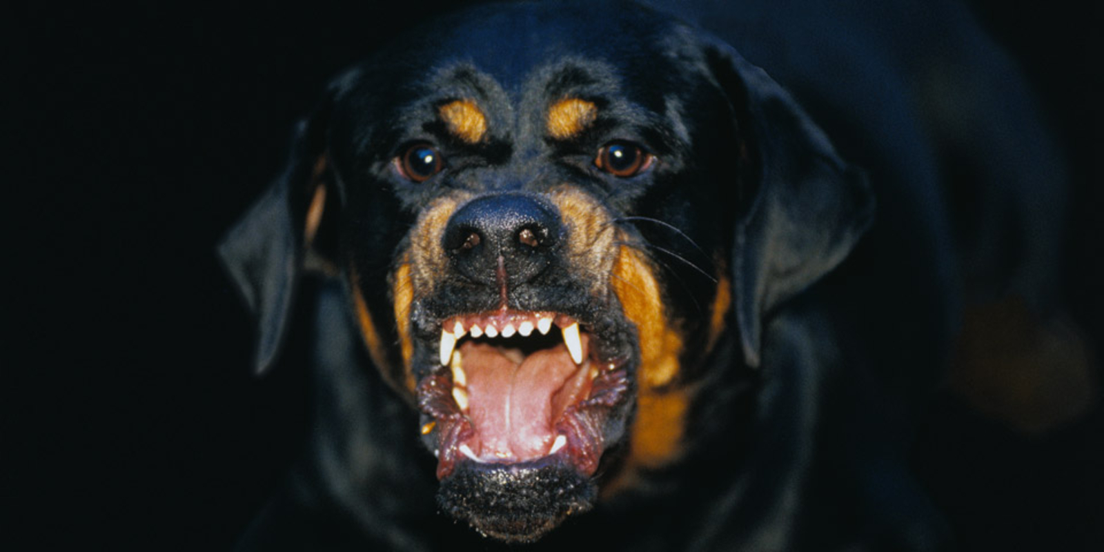 Barking Enraged Rottweiler Dog The Dog Looks Aggressive, Dangerous And May  Be Infected By 