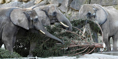 Schönbrunn-Elefanten bekommen Christbaum zum Frühstück