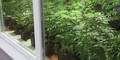 Cannabispflanzen im Schaufenster angeboten