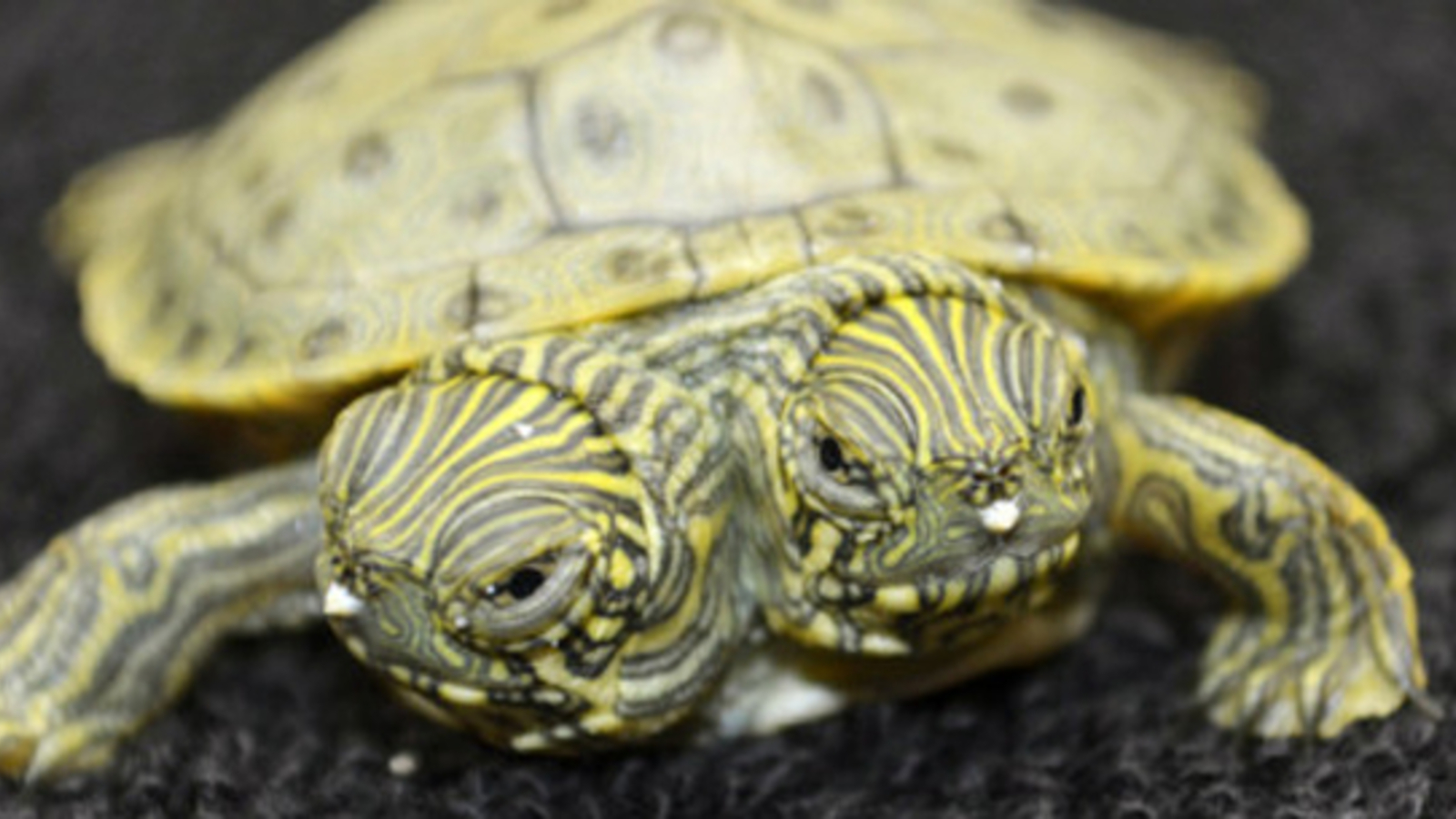 Schildkröte mit zwei Köpfen geboren FOTO und VIDEO