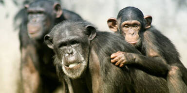 Menschenrechte für Schimpansen?