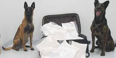 schwechat-hund2
