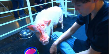 Drama um UV-Strahlen auf Schwein "Rosi“