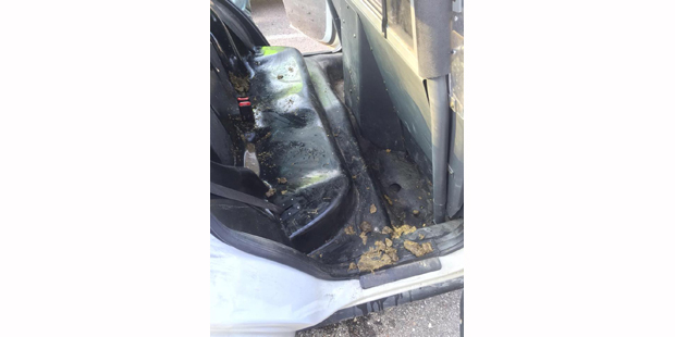 Internet-Hit: Schwein macht in Polizeiauto