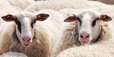 Schafe gerettet - Unsere Tiere