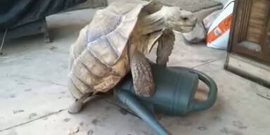 Schildkröte hat Sex mit einer Gießkanne