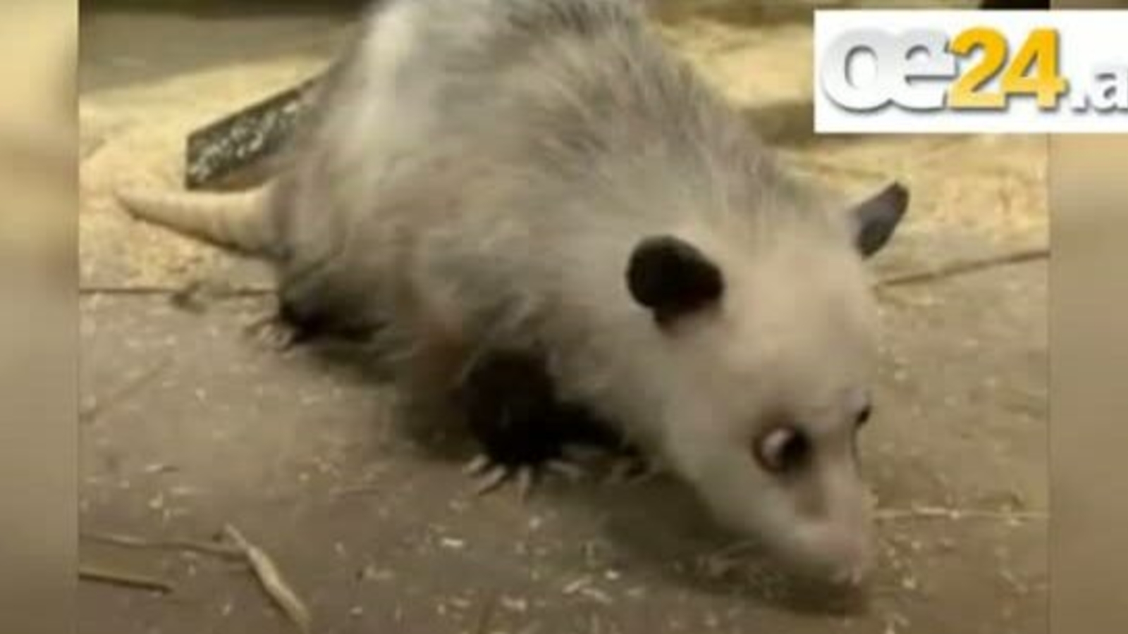 Schielendes Opossum Heidi ist tot oe24.at