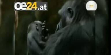 Züricher Zoo: Gorilla Baby Libonza ist tot