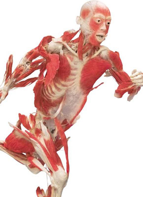 skeleton