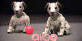 Sonys Roboterhund Aibo kehrt zurück