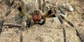 Spinne