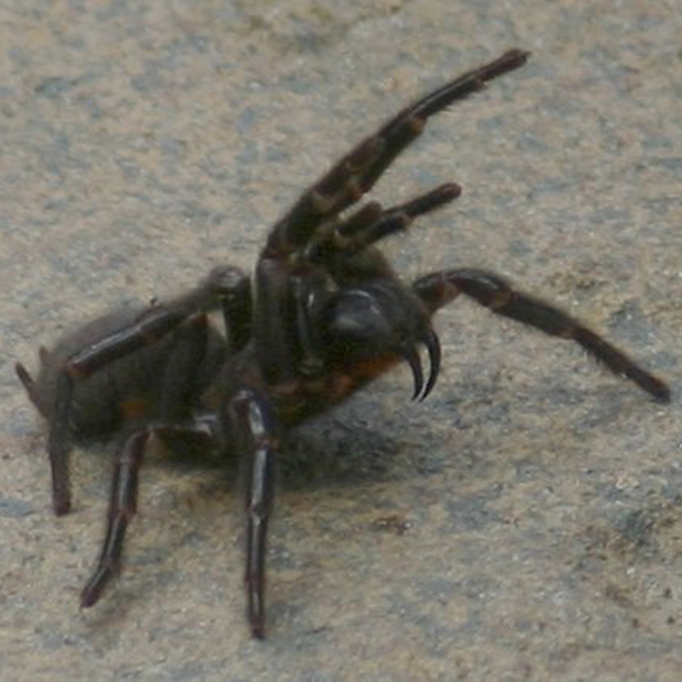 Trichternetzspinne