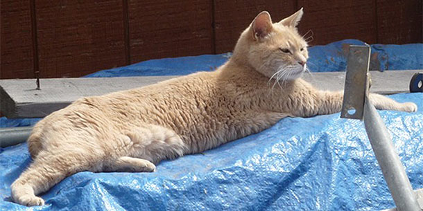 Kater Stubbs