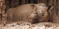 Sumatra-Nashorn kurz nach Entdeckung gestorben