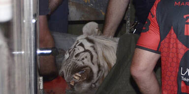 Tiflis: Entlaufener Tiger tötet Passanten