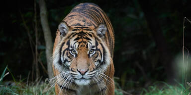 Tiger tötete einen Dorfbewohner in Malaysia