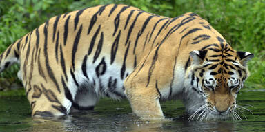 Tigerattacke im Zoo