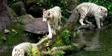Tiger zerfleischen Zoo-Angestellten in Singapur