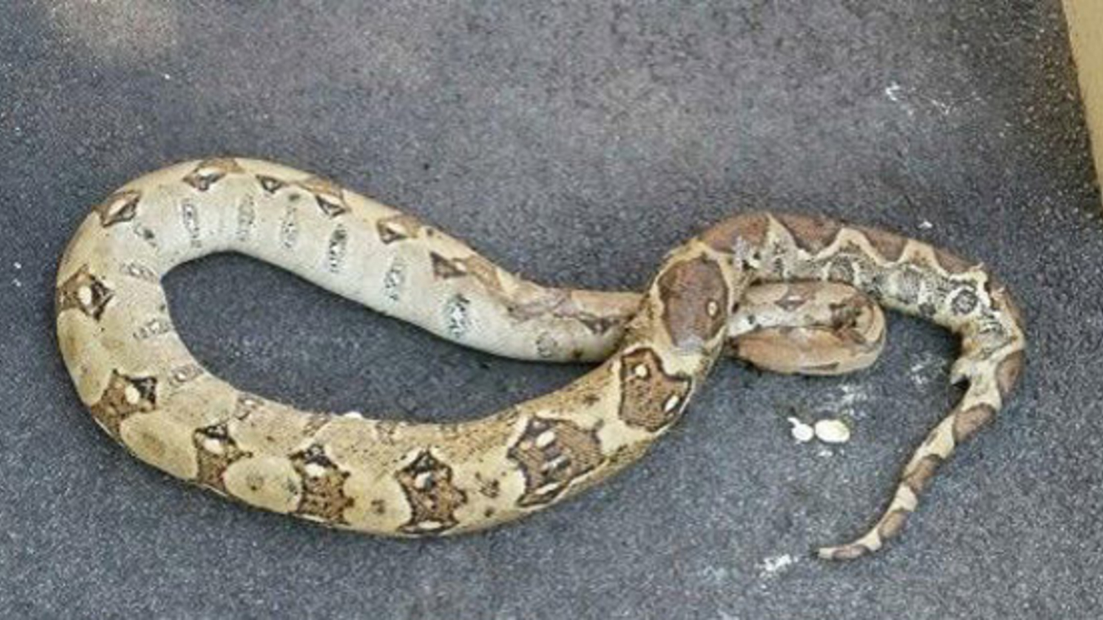 Zwei Meter langer Python vor Hauseingang entdeckt - oe24.at