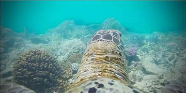 Schildkröte filmt mit GoPro größtes Riff