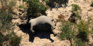 Einer von vielen Toten Elefanten in Botswana