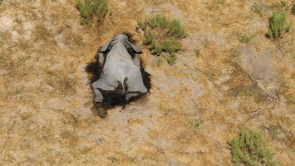 Hunderte Kadaver! Mysteriöses Elefanten-Sterben in Botswana
