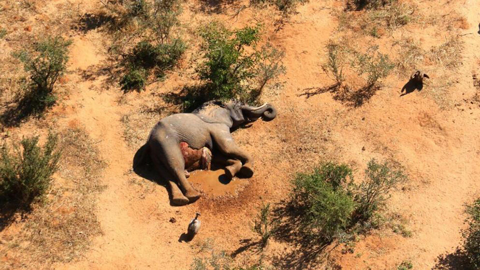 Hunderte Kadaver! Mysteriöses Elefanten-Sterben in Botswana