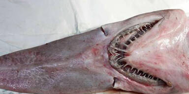Australische Fischer fangen Urzeit-Hai