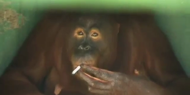 Rauchender Orang Utan muss auf kalten Entzug