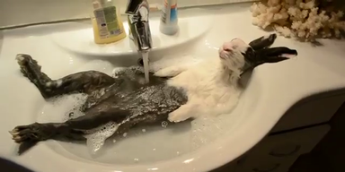 Völlig entspannt: Hase relaxt im Waschbecken