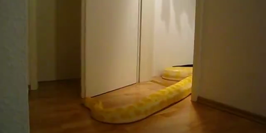 Riesen-Schlange öffnet sich selbst die Tür