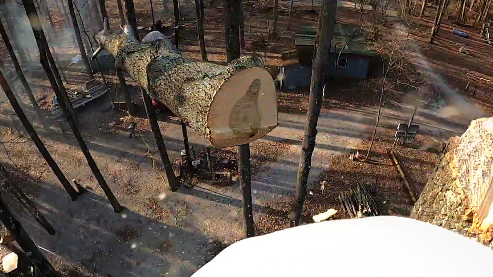 Abgesägter Baum legt perfekte Landung hin