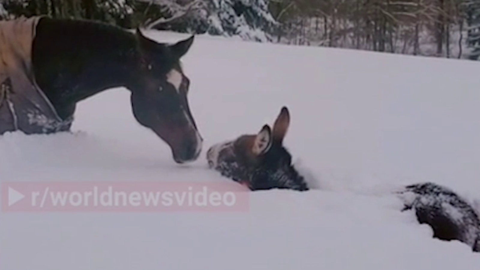 Dieser Esel Steckt Im Schnee Fest