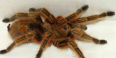 Vogelspinne