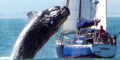 Wal stürzt sich auf Segelboot
