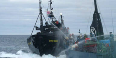 Walfangschiff kollidiert mit Tierschützern