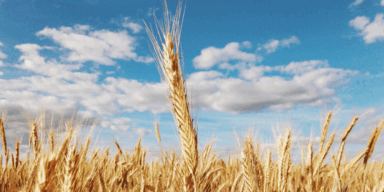 Ukraine-Krieg: Preis für Weizen auf Rekordhoch