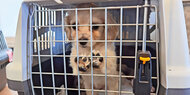 24 Katzen und Hunde vor Schmugglern gerettet